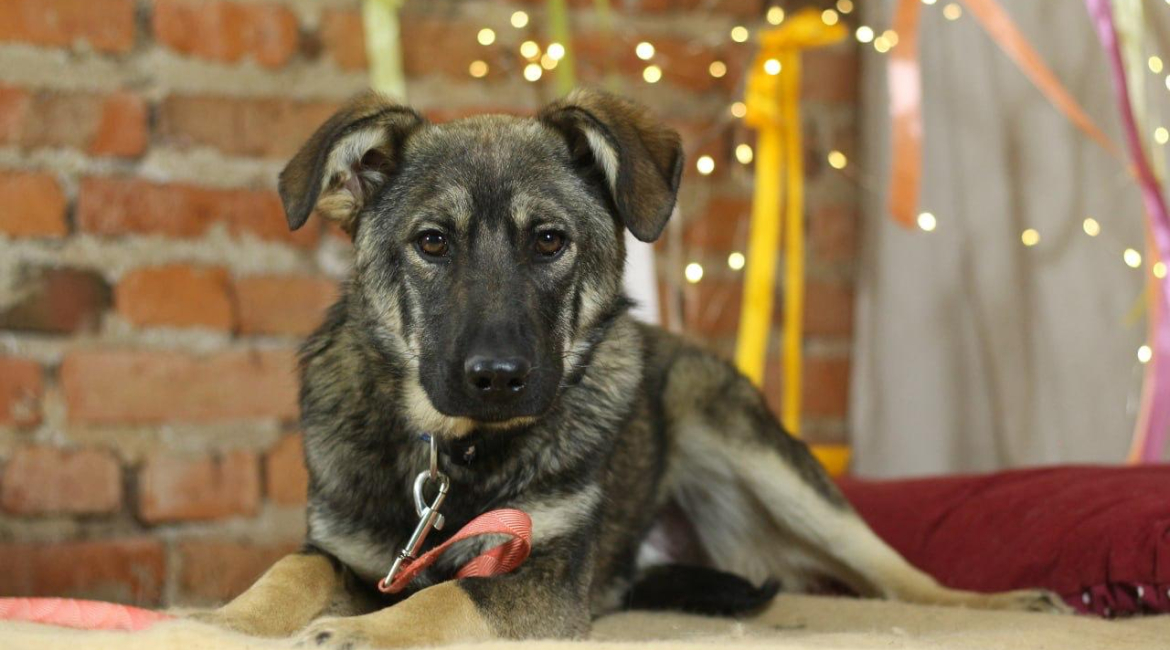 Chiens à adopter